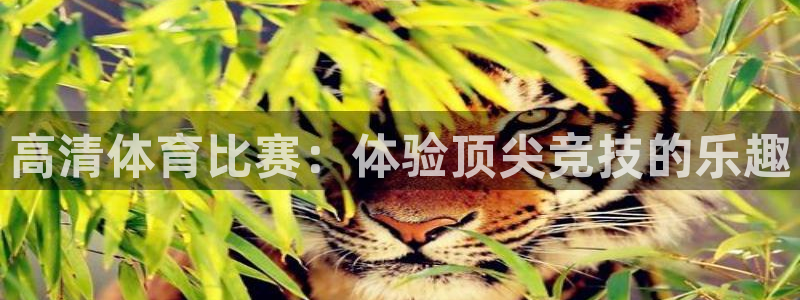 绿茵足球直播：高清体育比赛：体验顶尖竞技的乐趣